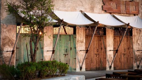 Plants growing on wooden wall of building