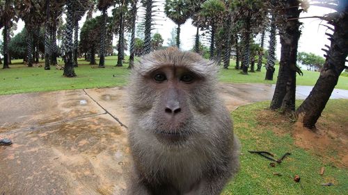 Portrait of lion in a park