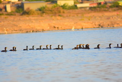 Ducks in a lake