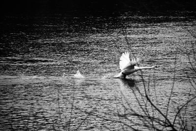 Swan swimming on lake