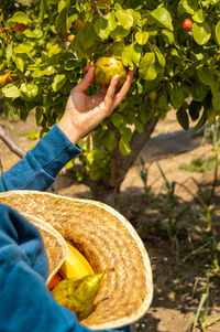 Midsection of man holding fruit