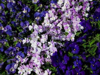 Full frame shot of purple flowers
