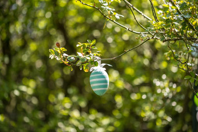 Low angle view of berries hanging on tree