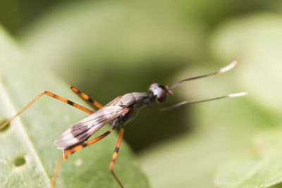 Close-up of insect