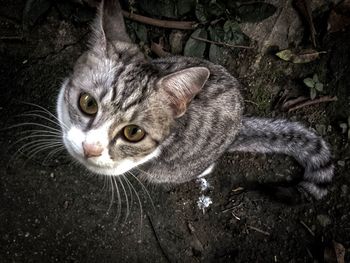 Close-up portrait of cat