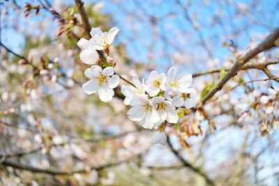 Close-up of white apple blossoms in spring