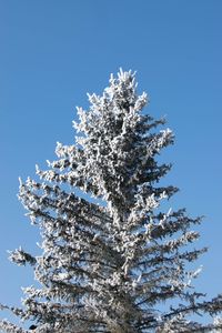 Low angle view of tree against clear sky