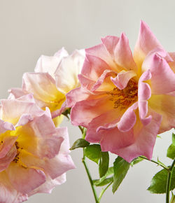 Close-up of pink flowers