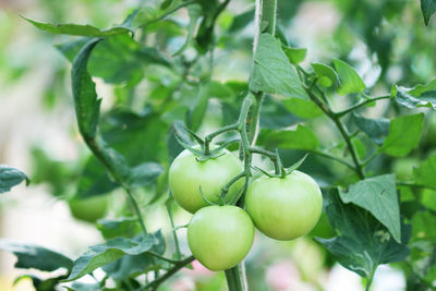 Close-up of fruits growing on tree