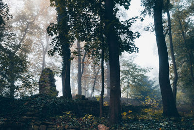 Trees in forest