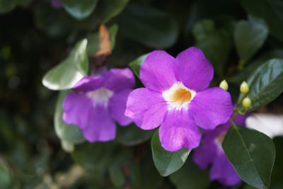 Close-up of purple flowering plant