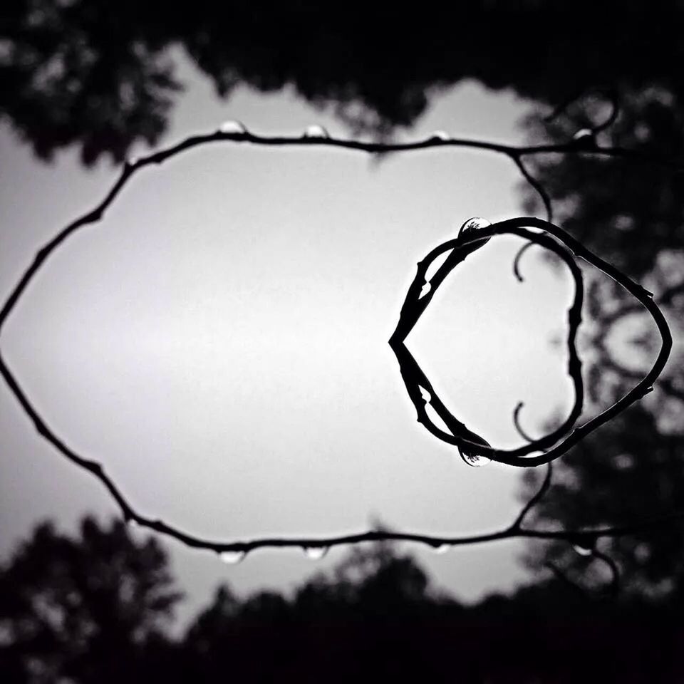 focus on foreground, branch, close-up, tree, sky, twig, nature, growth, silhouette, tranquility, selective focus, bare tree, outdoors, no people, beauty in nature, day, fence, dusk, chainlink fence, low angle view