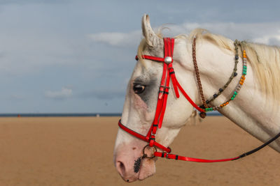 Horse standing on sand