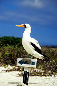 Close-up of seagull perching on wooden post