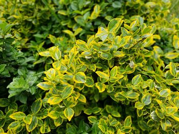 Close-up of yellow flowering plant