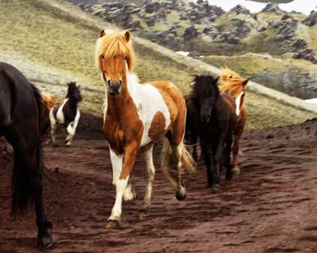 Horses running in a field