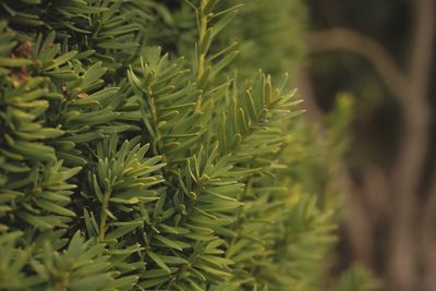 High angle view of pine tree