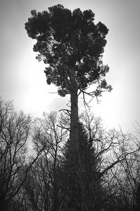 Low angle view of bare tree against clear sky