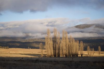 Trees on field against sky