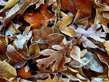 Full frame shot of autumn leaves