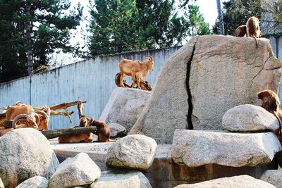 View of a cat on rock