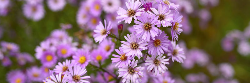 Autumn flowers aster novi-belgii vibrant light purple color in full bloom in the garden. banner