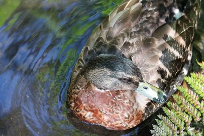 High angle view of duck swimming in lake