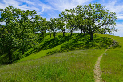 Trees on grassy field