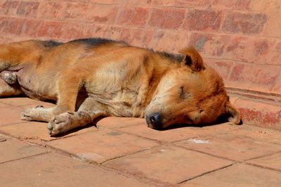 View of a dog sleeping on footpath