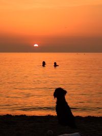 Silhouette birds on beach at sunset