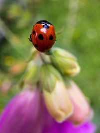 Close-up of ladybug on flower