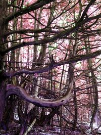 Trees in forest against sky