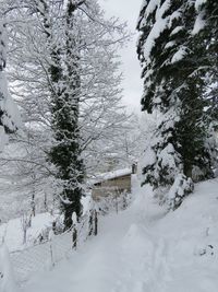 Trees on snow covered field