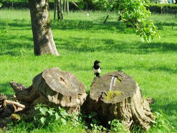 View of birds on land