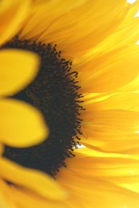 Close-up of sunflower