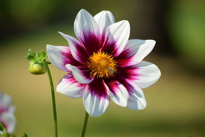 Close-up of white flower