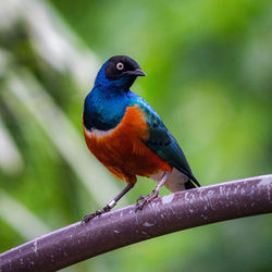 Close-up of bird perching on a branch