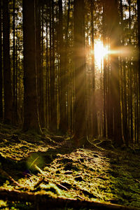 Sunlight streaming through trees in forest