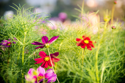 Close-up of pink flowering plants on field