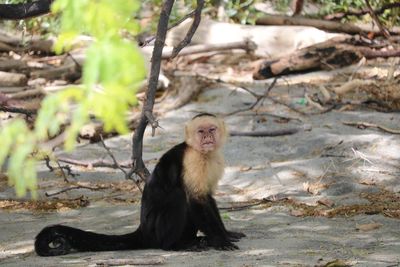 Monkey sitting on tree