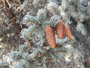 Blue spruce with cones