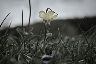 Close-up of white flowering plants on field