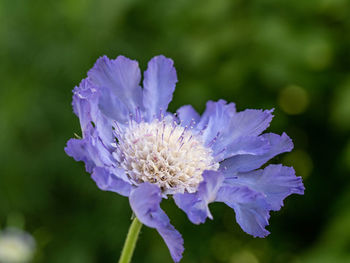 Close-up of purple flowering plant