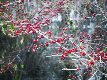 Close-up of red berries on tree