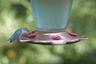 Close-up of a bird