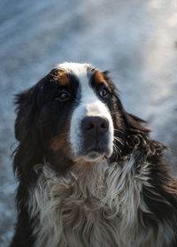 Close-up portrait of dog