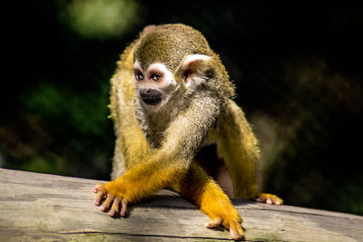 Portrait of monkey sitting on wood