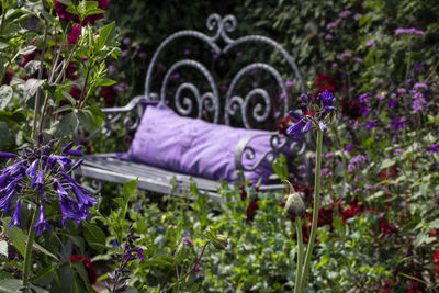 Close-up of purple flowering plants in garden