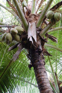 Low angle view of trees