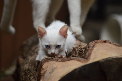 Close-up of kitten looking outdoors